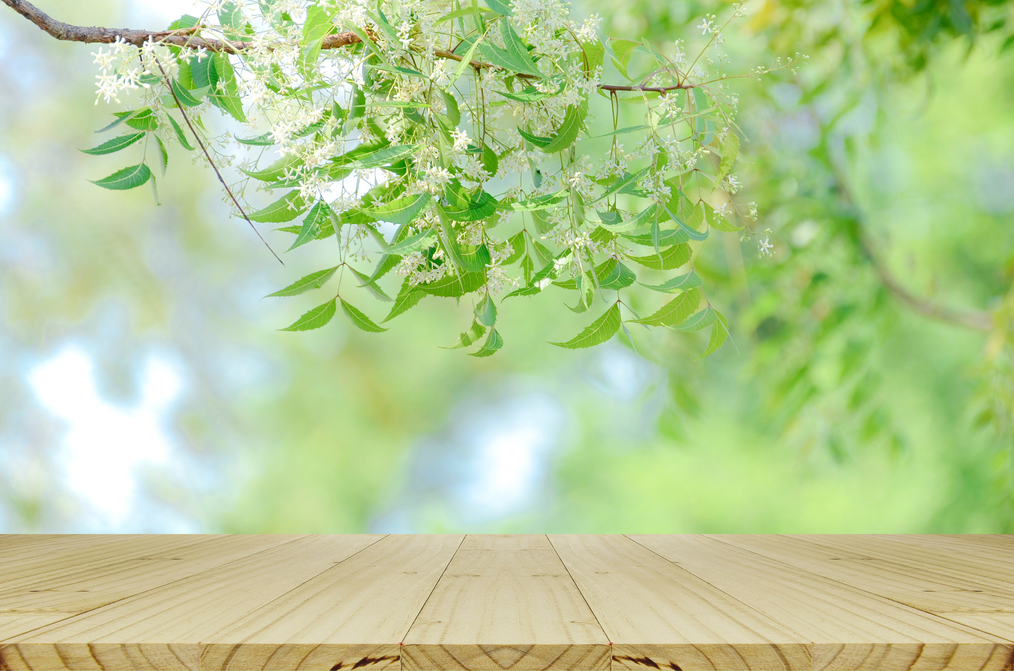 Perspective wood table and nature background.